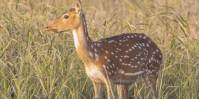 one day trip to sundarban