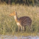 one day trip to sundarban