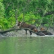 Sundarban Trip