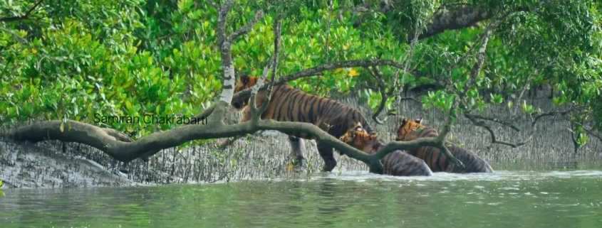 Sundarban Trip