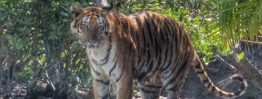 sundarban tour packages