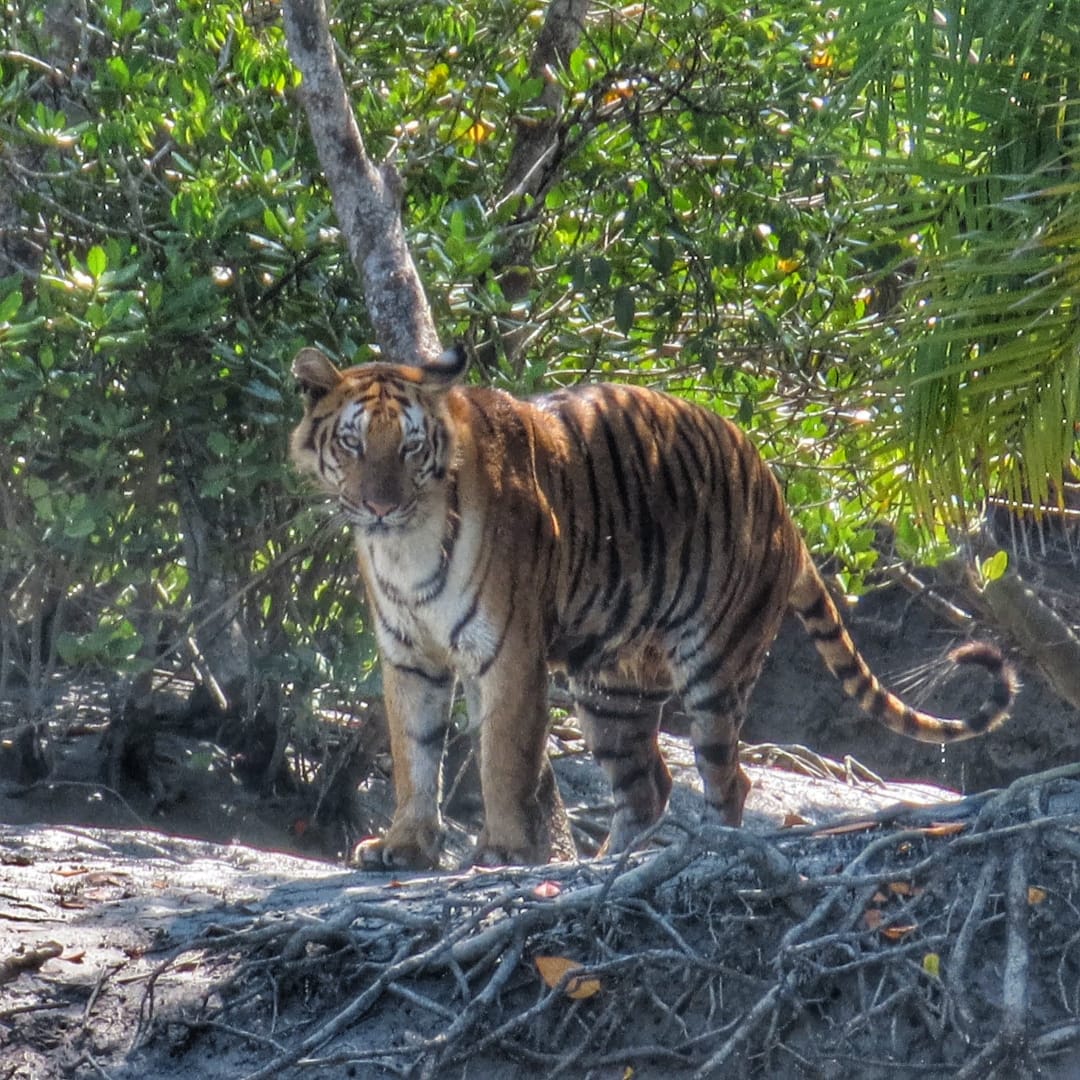 The Royal Bengal Tigers Of Sundarban: Preserving A Majestic Species ...
