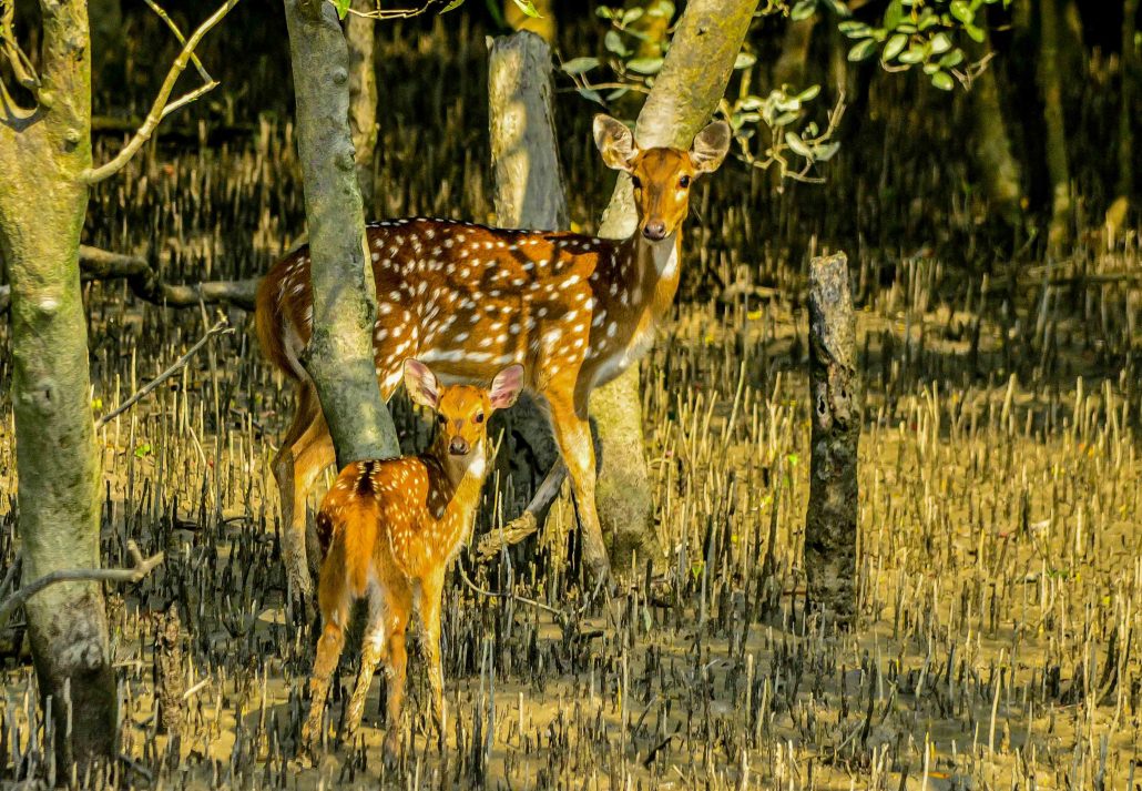 Sundarbans Exclusive Tour