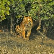 sundarban tour 2 night 3 days