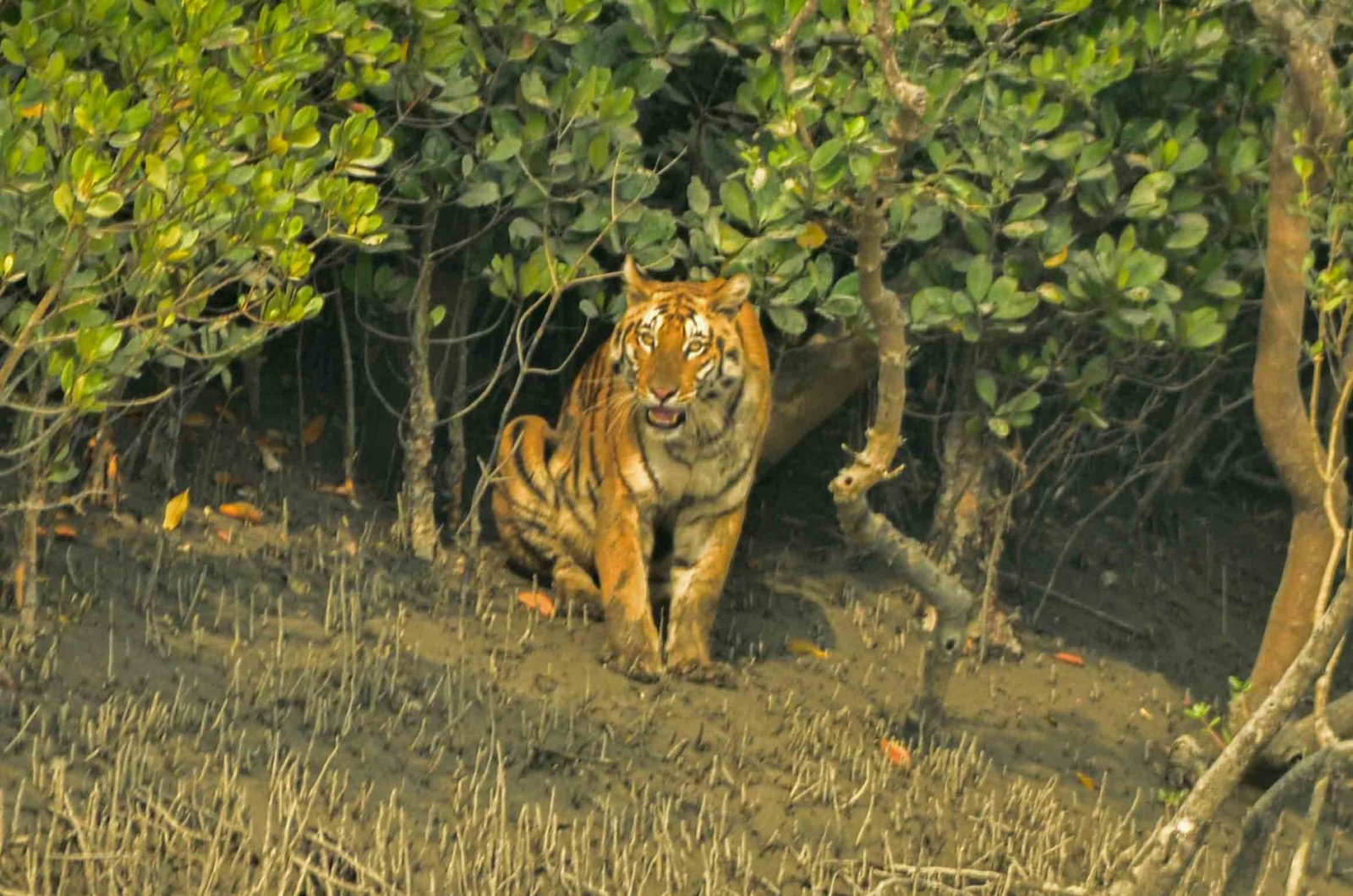 Sundarbans Python Best Season For Sundarbans Tour | Wildlife & Tiger Spotting