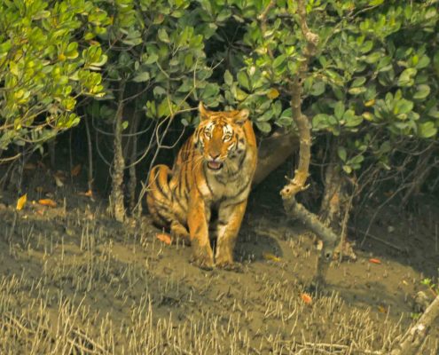 Best Season to visit Sundarbans