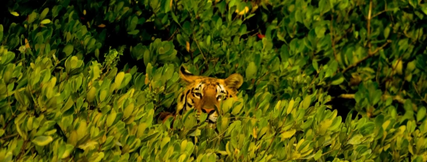 sundarban tour package