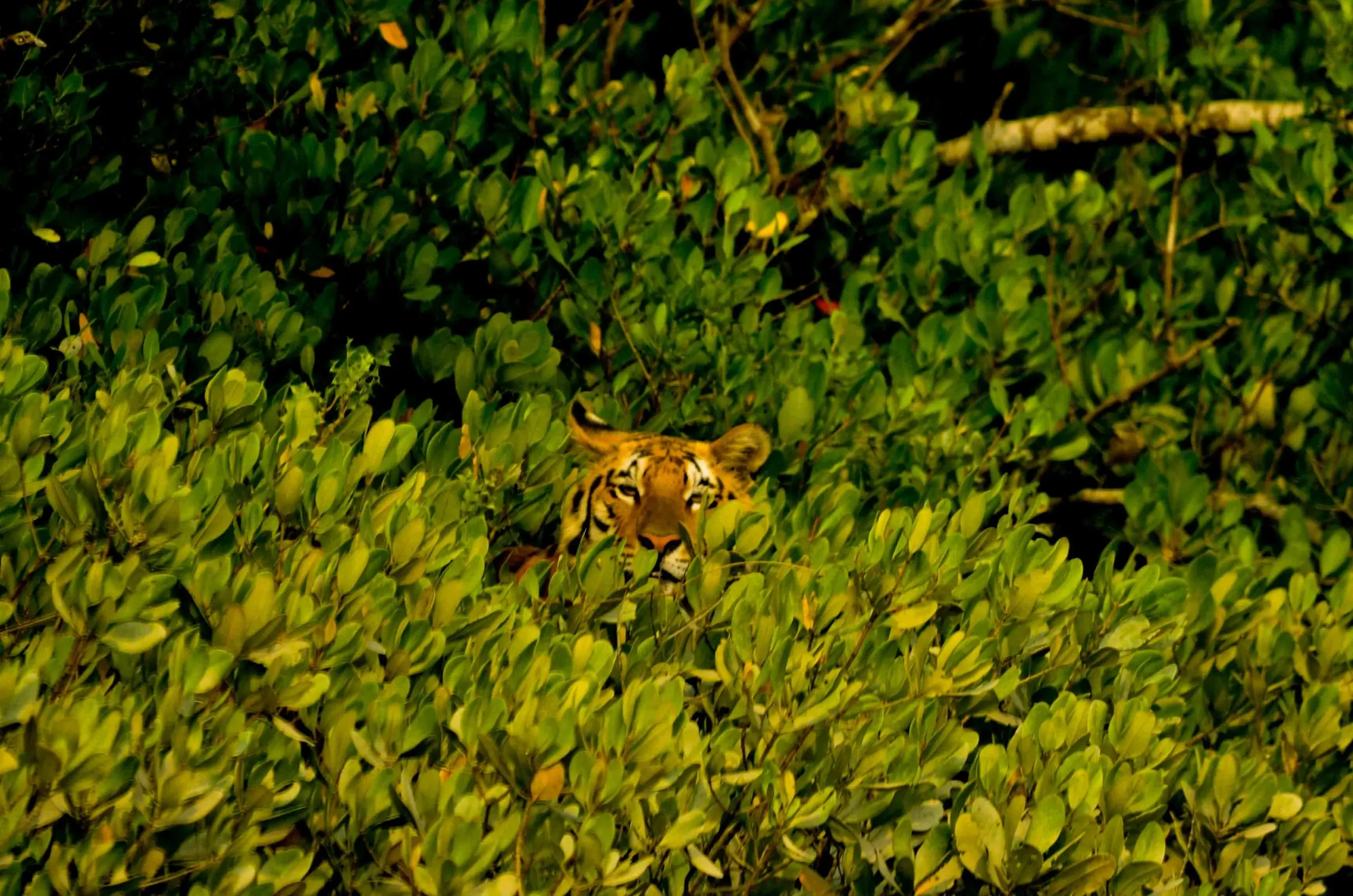 sundarban tour package