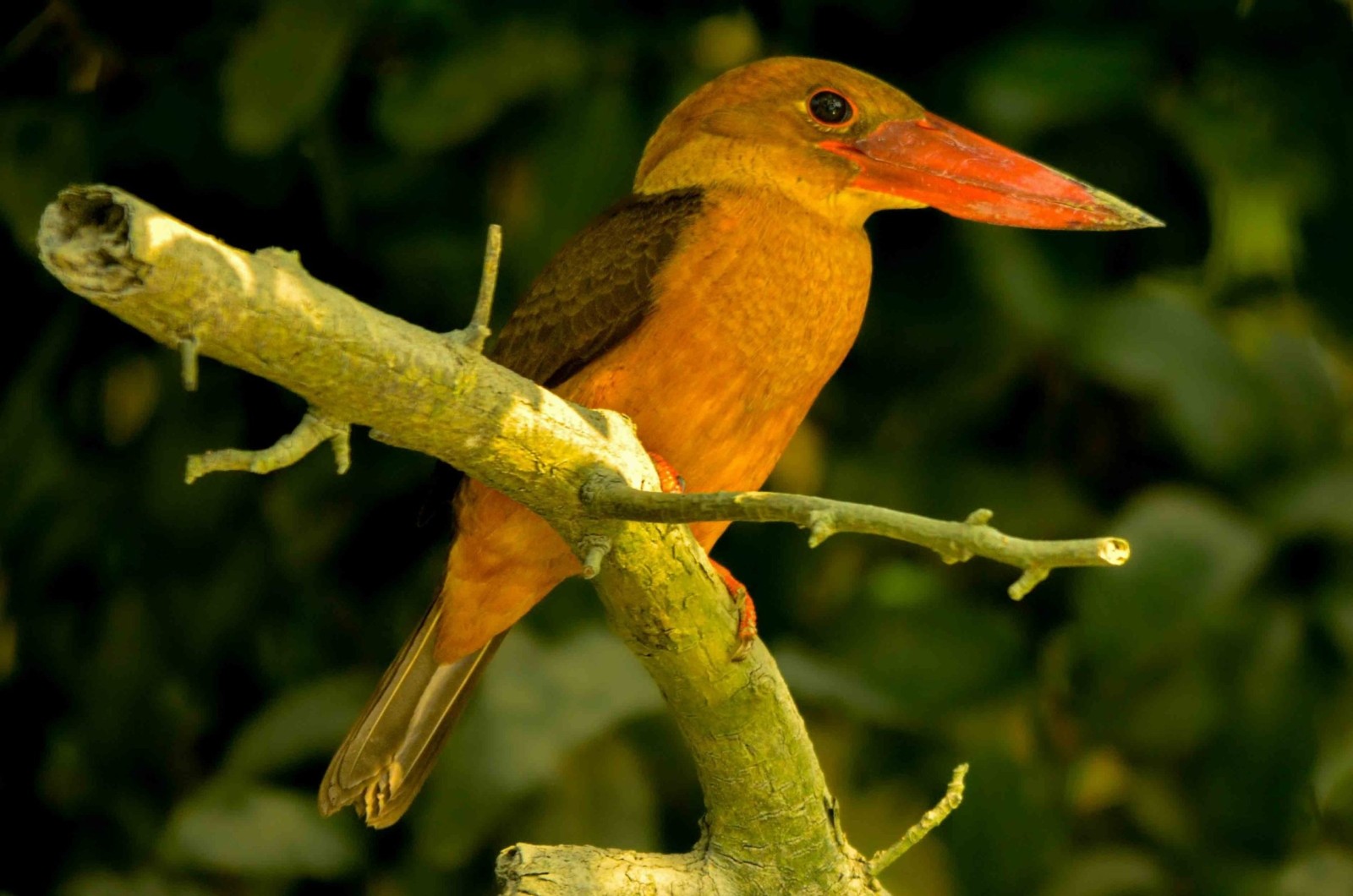 Sundarbans Eco Tours