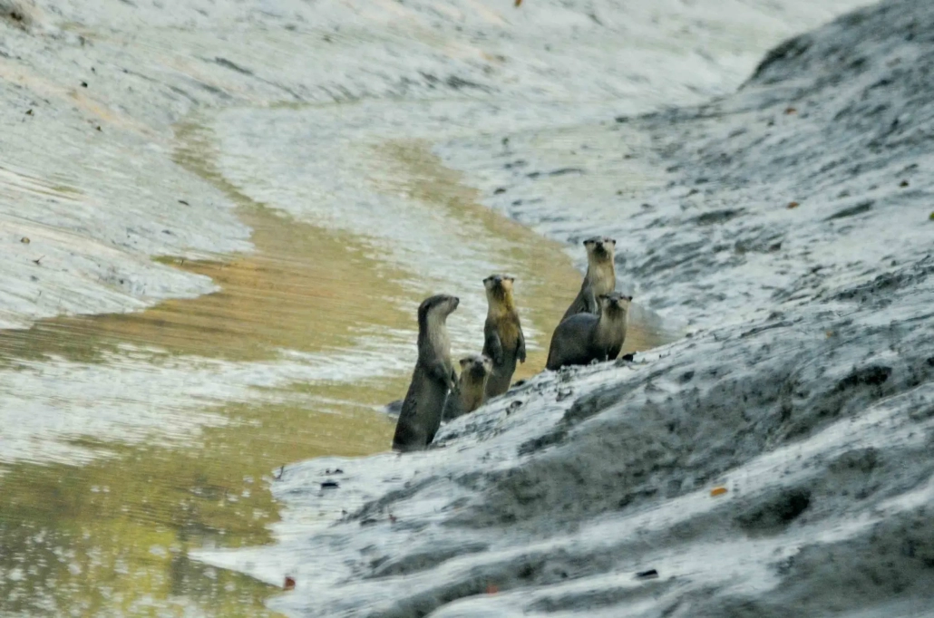 sundarban tour site seeing