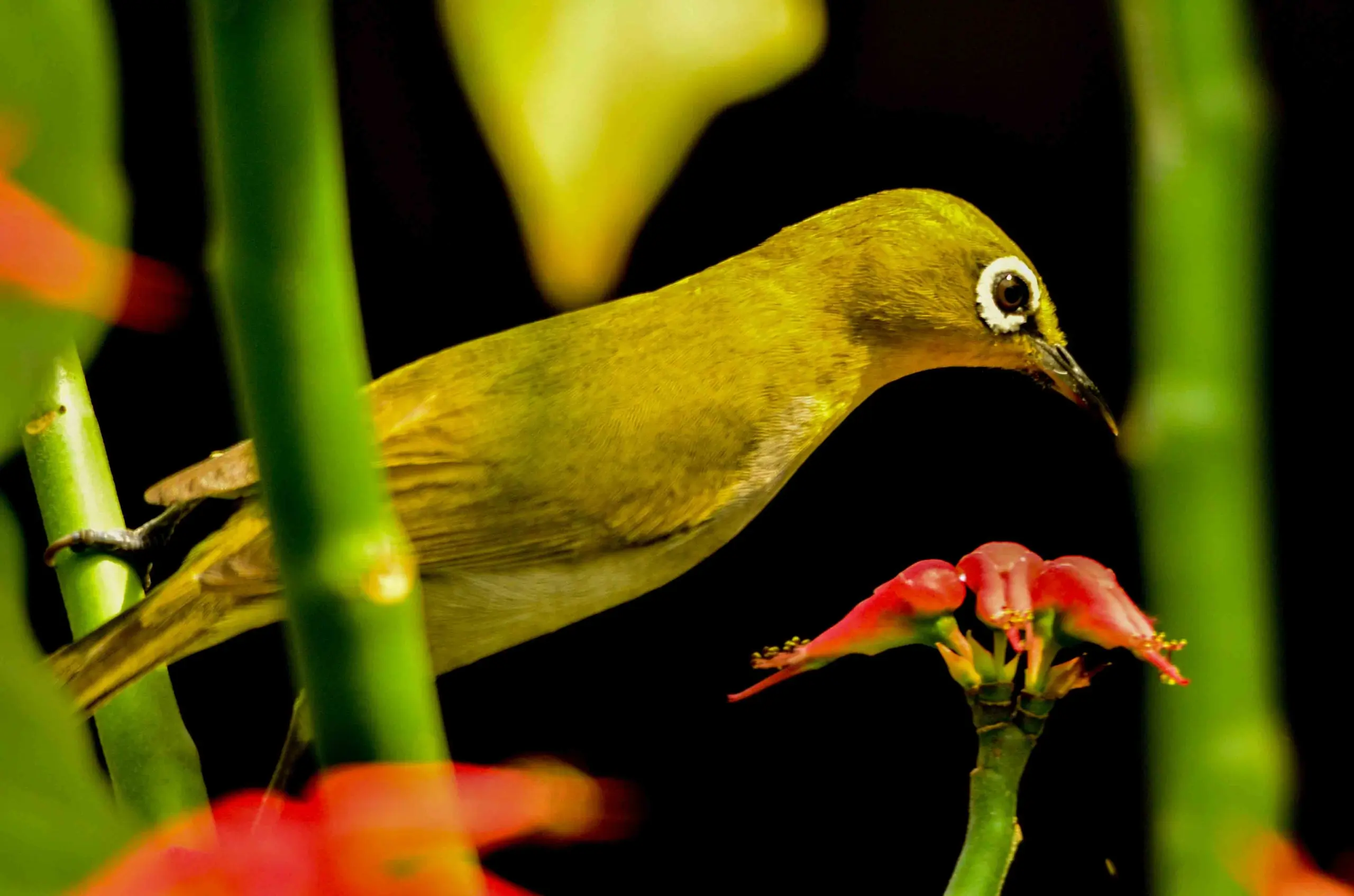 bird seeing