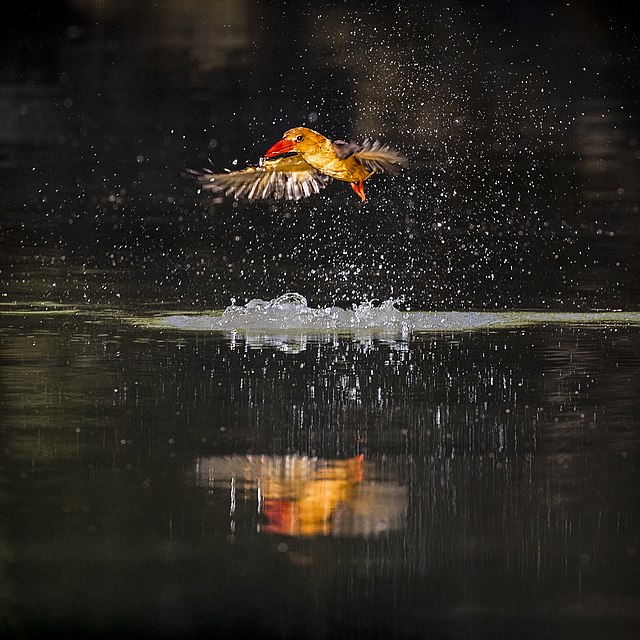 bird watching at sundrabans