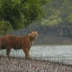 places to visit in sundarban