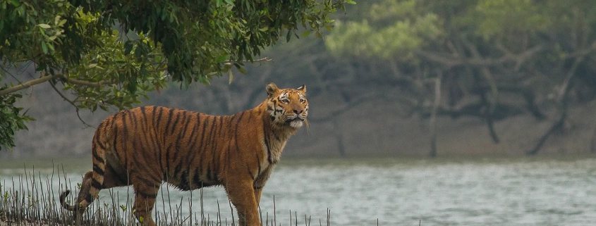 places to visit in sundarban