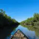 sundarban view