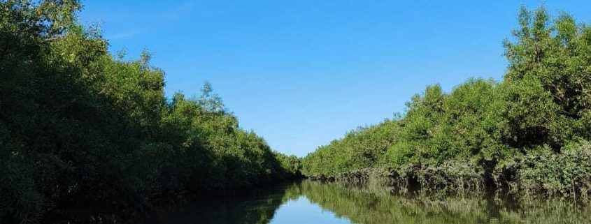 sundarban view