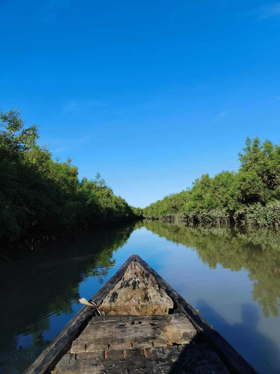 sundarban view