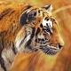 sundarban tour