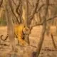 sundarban tour package