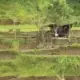 sundarban eco tourism