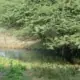 sundarban forest