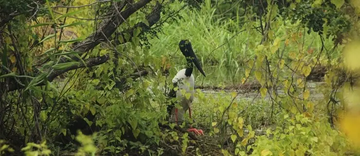 Backpackers sundarban tour