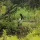 Backpackers sundarban tour