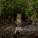 sundarban tour