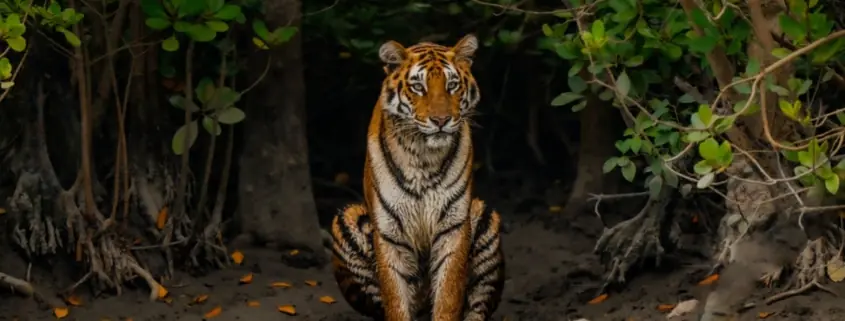 sundarban tour
