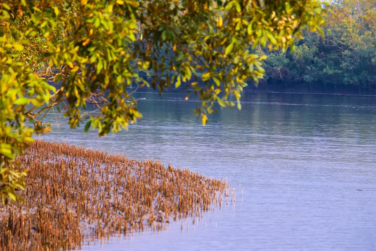 sundarban tour
