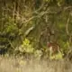 sundarban tour