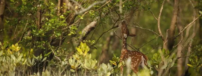 sundarban tour