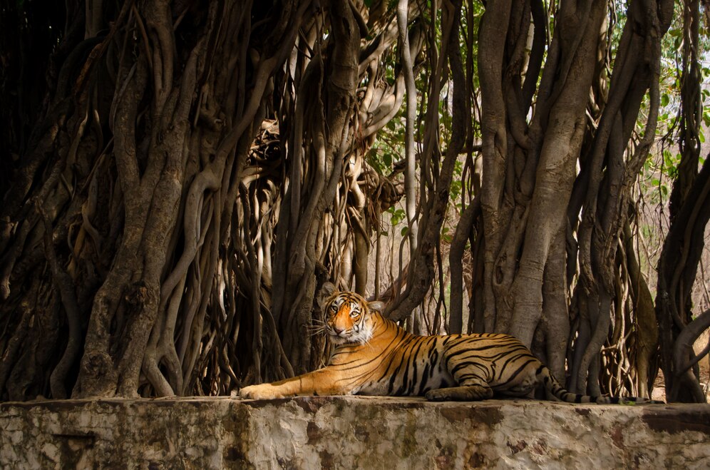 Sundarban eco tourism