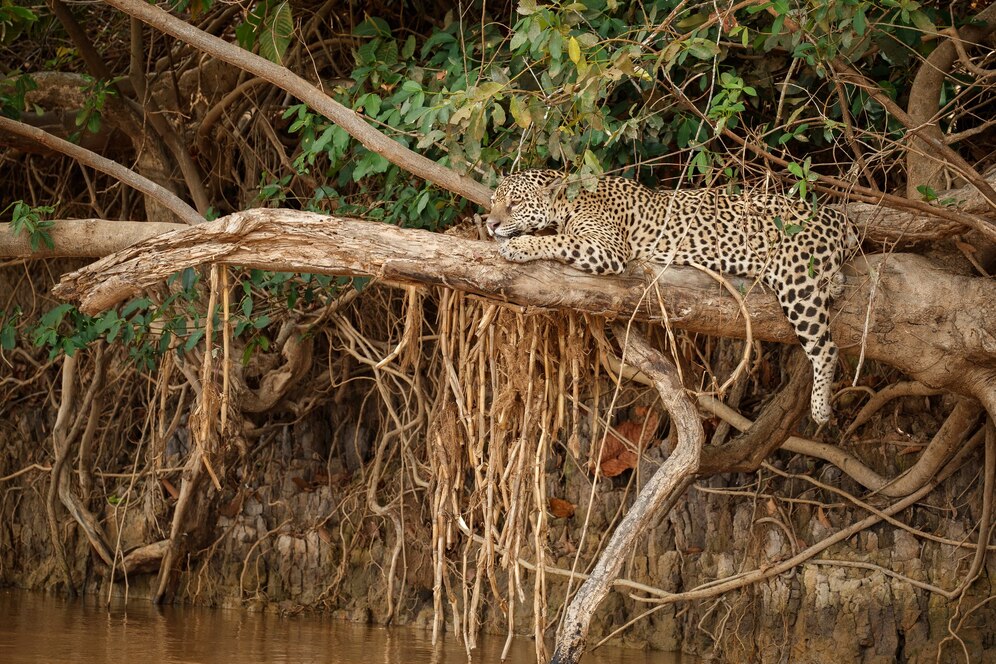 sundarban kolkata tour