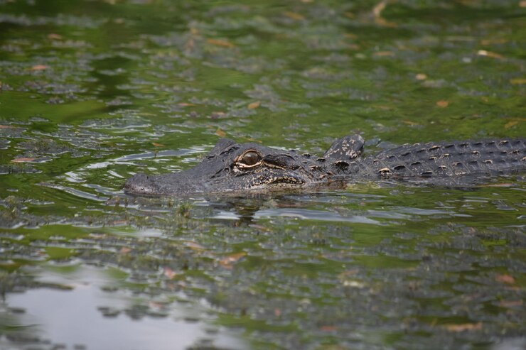 sundarban forest Tour