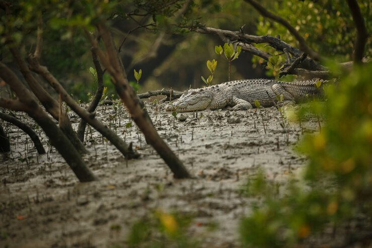 sundarban trip