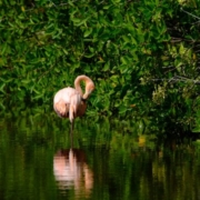 Best Sundarban tour