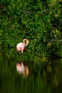 Best Sundarban tour