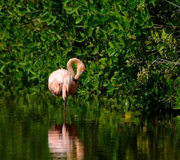 Best Sundarban tour