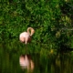 Best Sundarban tour