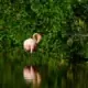 Best Sundarban tour