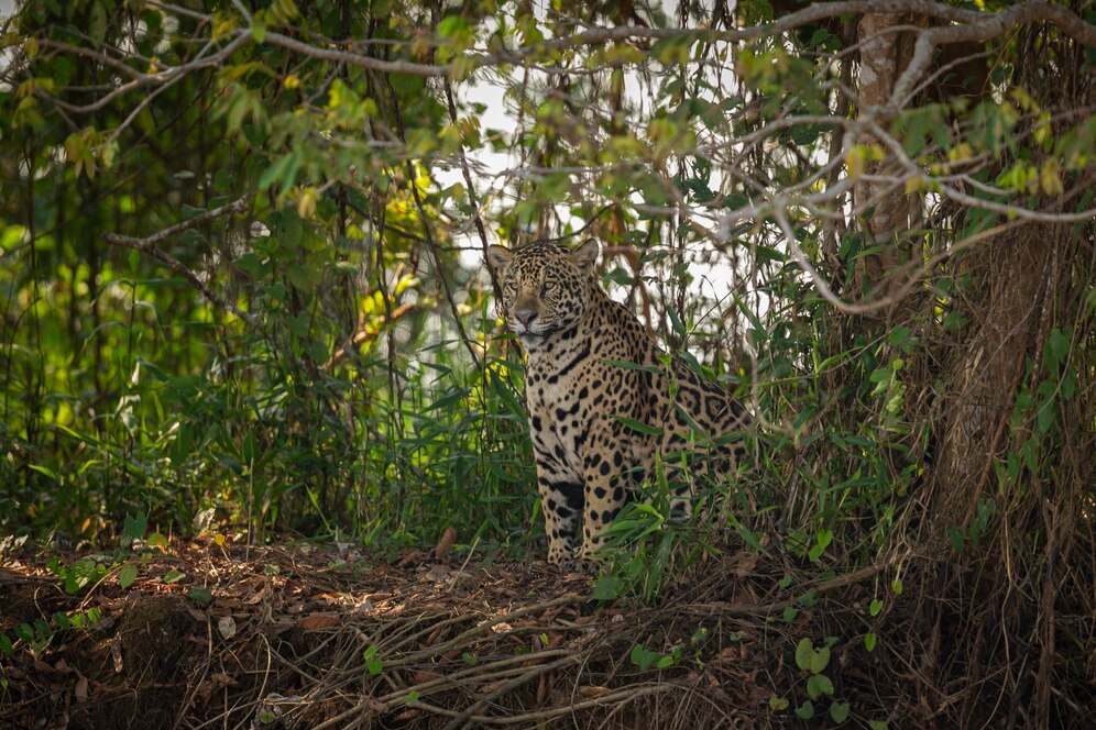 Sundarban tour