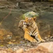 best time to visit sundarban
