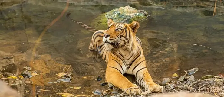 best time to visit sundarban