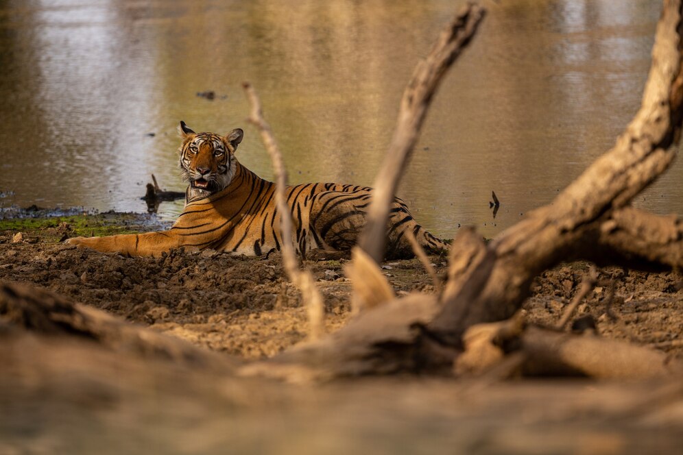 Sundarban tour booking