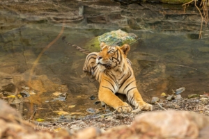 sundarban forest tour