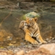 sundarban forest tour