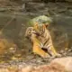sundarban tour package