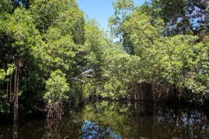 sundarban forest tour