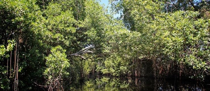 sundarban forest tour